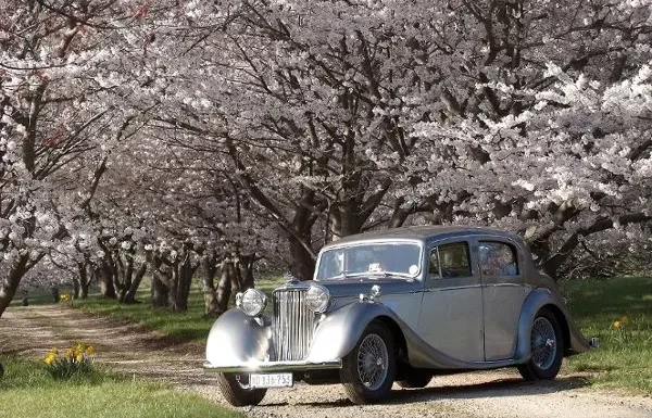 Albemarle Limousine Gallery 3